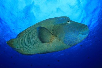 Napoleon Wrasse.