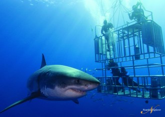 Double Decker Cages.