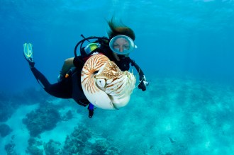 Nautilus.