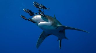 Oceanic Whitetip Shark.