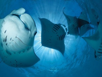 M/Y Blue Honors Legacy&nbsp;Liveaboard