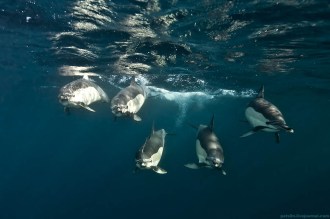 For many this is the greatest show on earth.