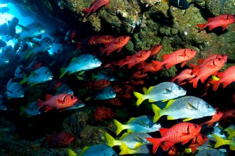 Soldier Fish and Burrito Grunts.