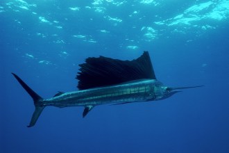 Sailfish.