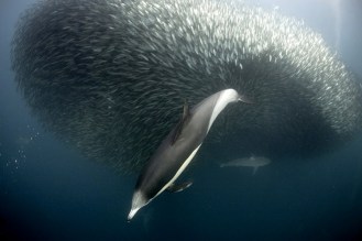 Common and Bottle Dolphins can be seen.