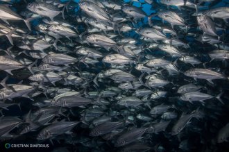 School of Big Eye Jacks