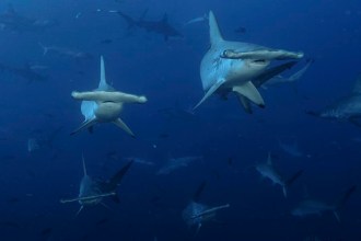 School of hammerhead Sharks.