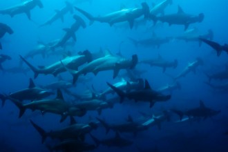 School of Hammerhead Sharks.