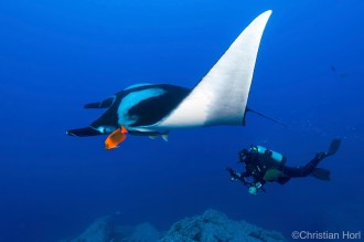 Giant Manta Ray.