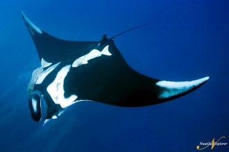 Giant Manta Ray.
