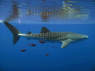 Whaleshark.