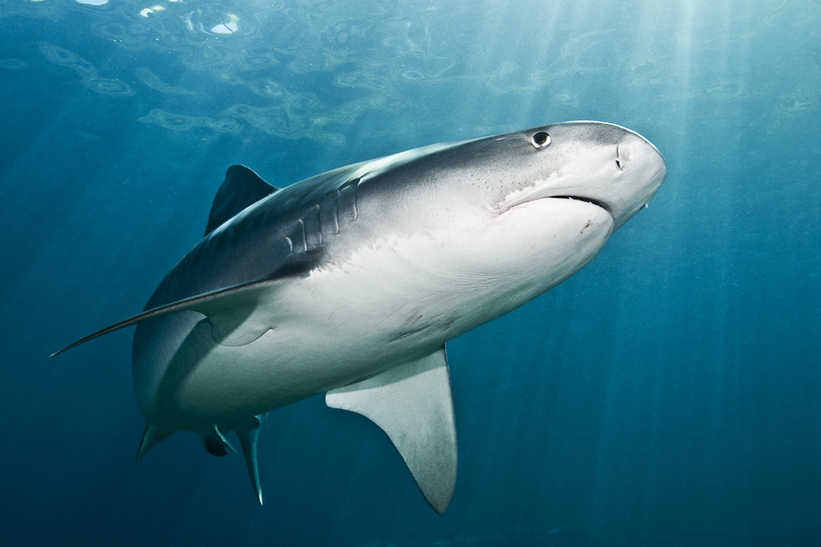 Sea Hunter Liveaboard