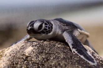 Turtle nesting site on Sangalaki Island. 