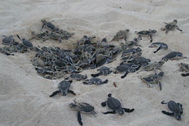 Nunukan Island Resort – Maratua