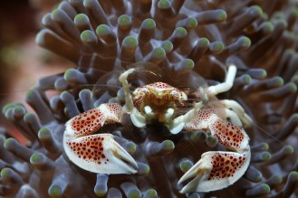 Anemone Crab.
