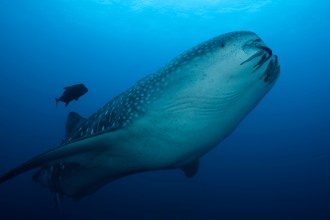 Whale Shark.