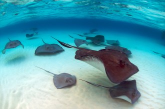 Sting Ray City.