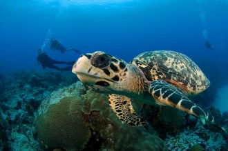 Turtles seen regularly. 