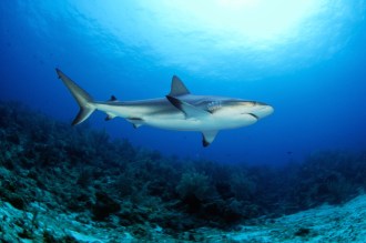 If you're lucky shark encounters are possible.