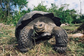 Giant Tortoise.