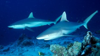 Grey Reef Sharks.
