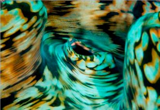 Beautiful Giant Clam.