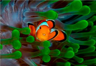 Anemone and Clown Fish 