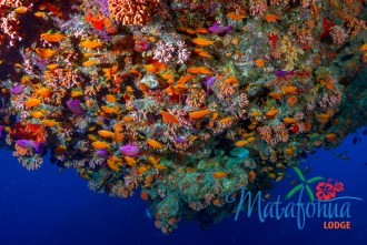 Variety of corals and topography.