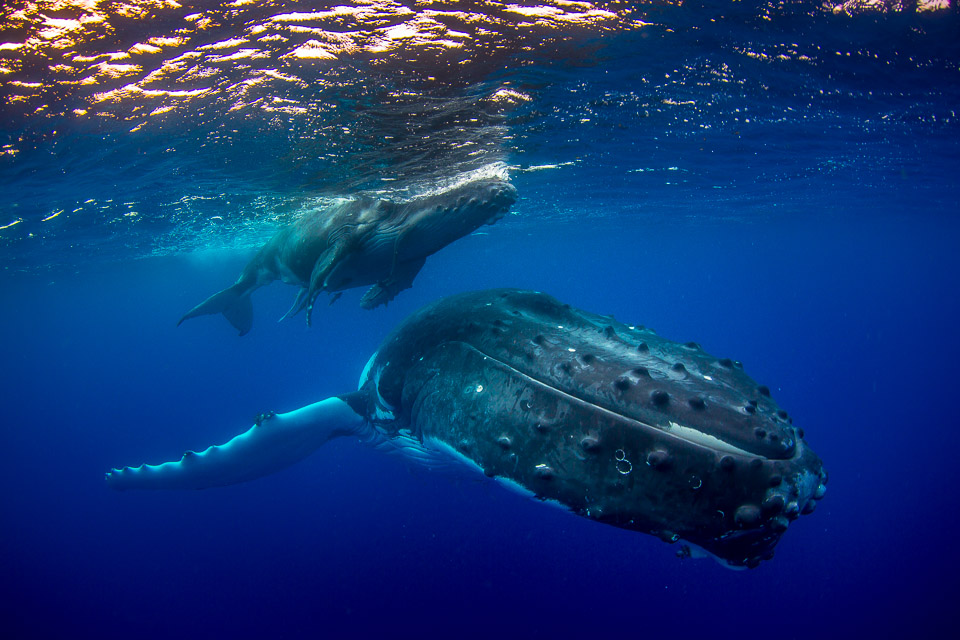 Matafonua Lodge – Tonga