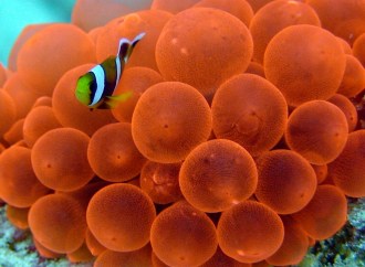 Anamone and clown fish
