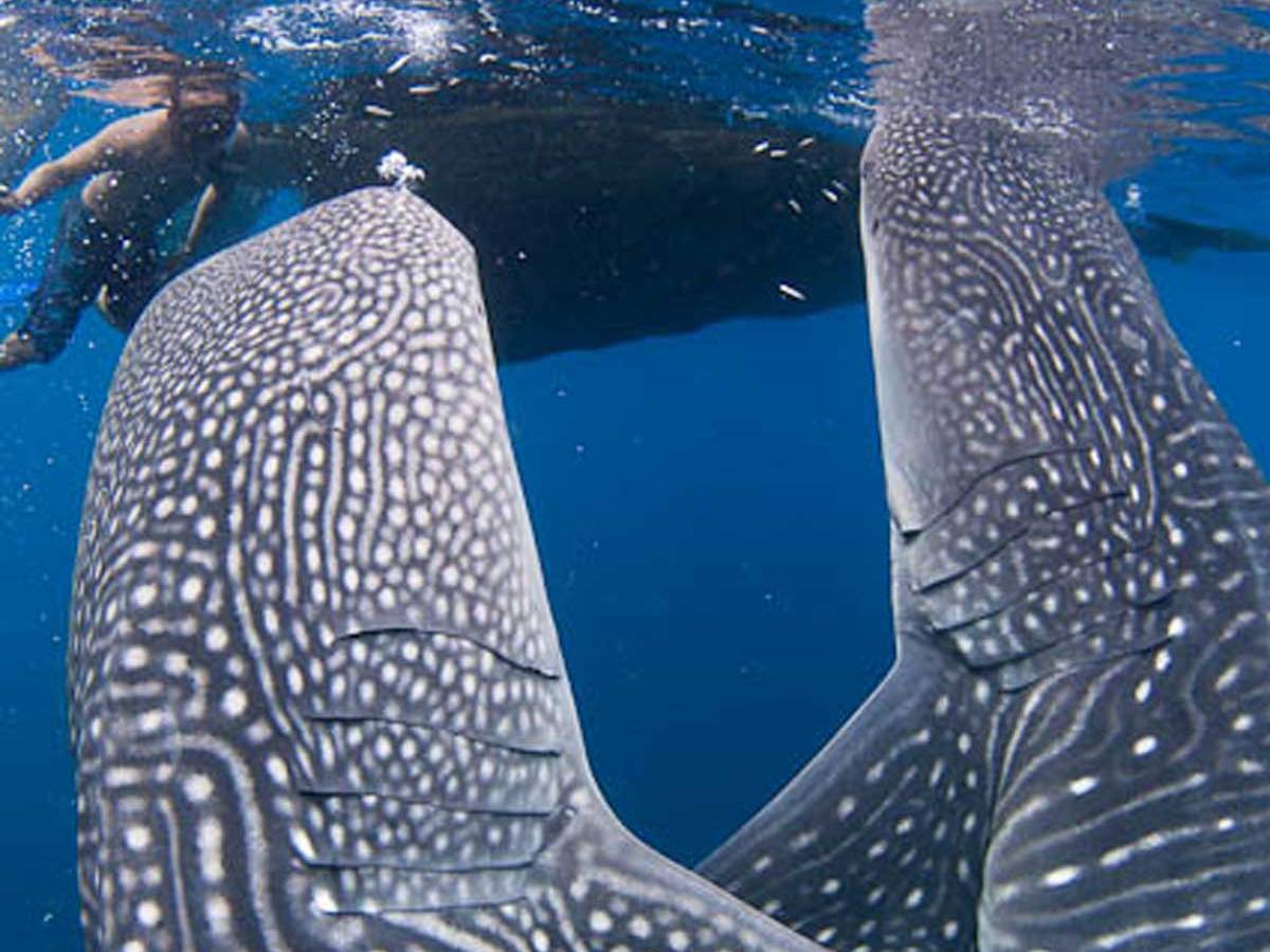 Dive Damai 2 Liveaboard –&nbsp;Indonesia