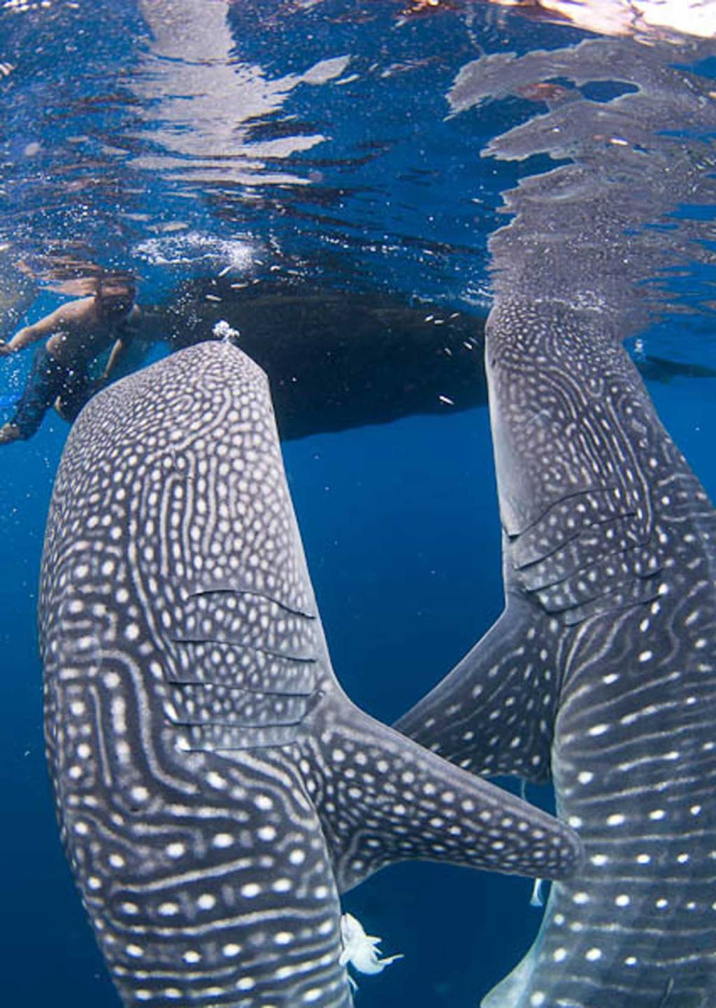 Dive Damai 2 Liveaboard – Indonesia