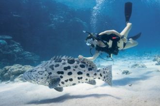 Diver and Potato Cod.