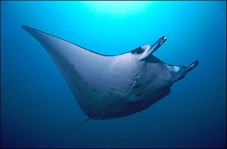 Manta Ray.