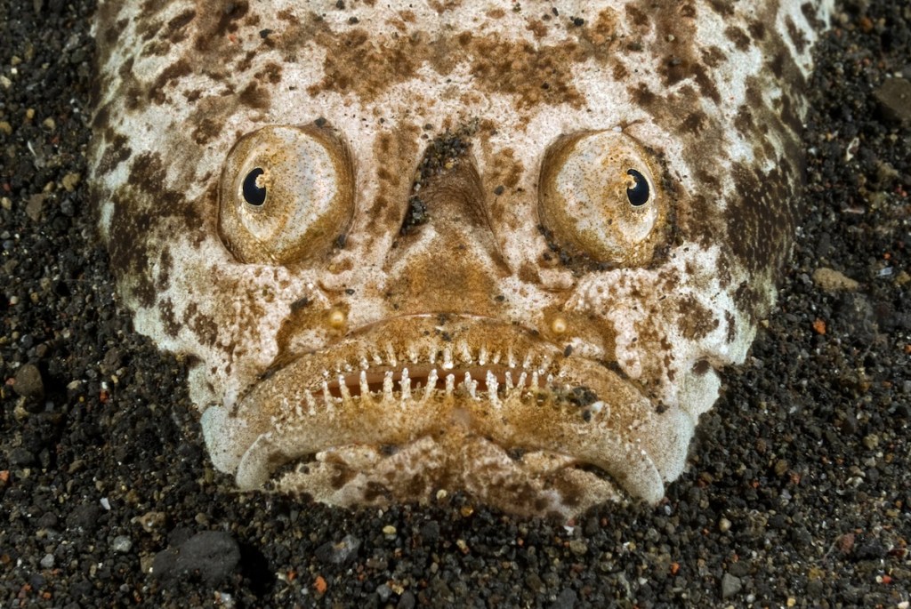 Lembeh Resort – Indonesia