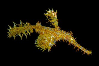 Ornate Ghost Pipefish