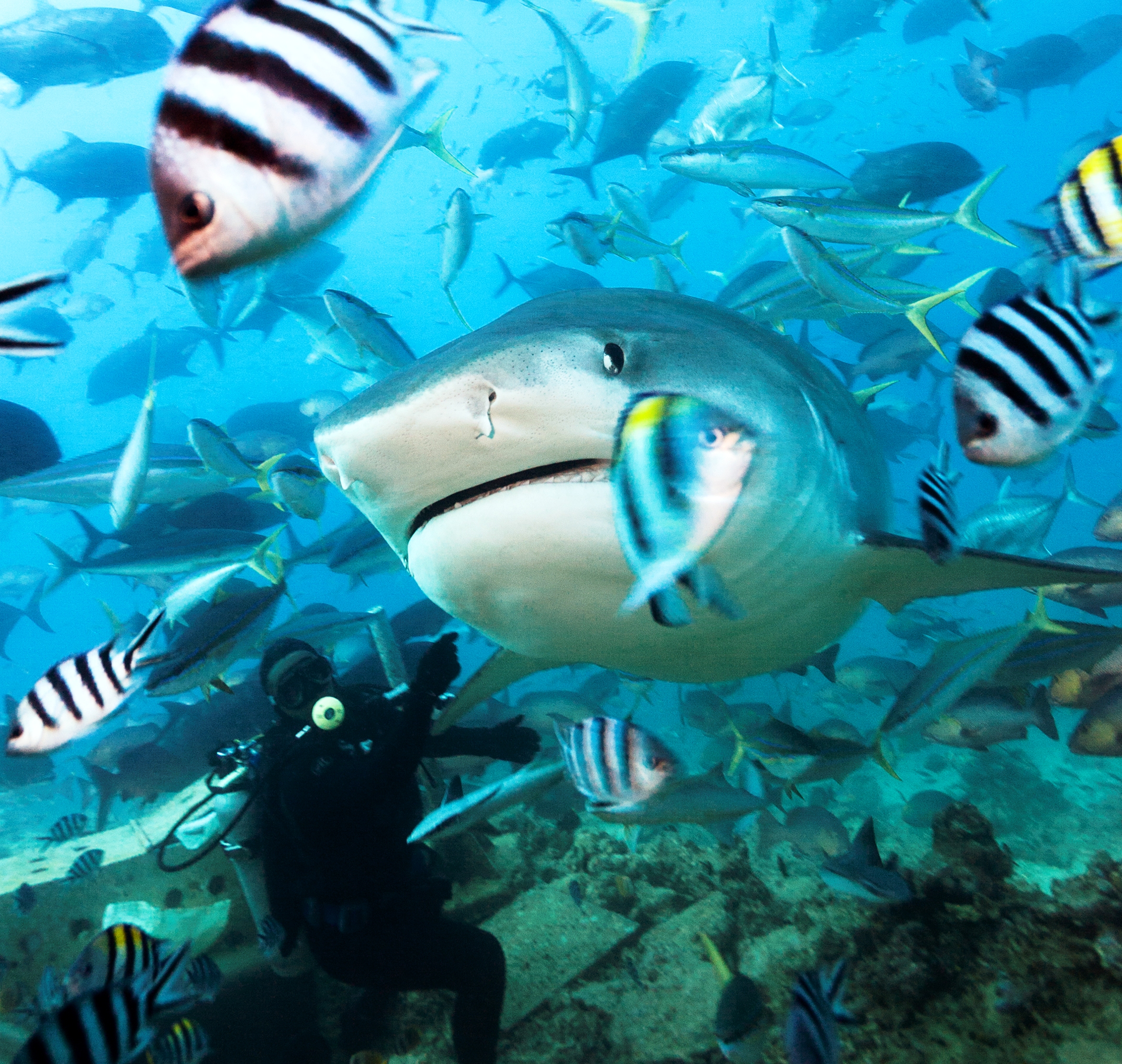 Shark diving at Beqa Lagoon Resort